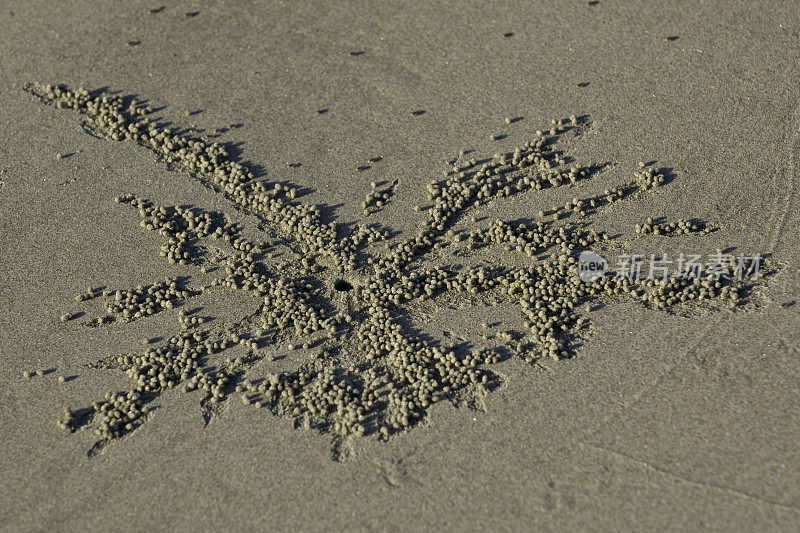 来自招潮蟹的沙球，Uca crenulata，圣伊格纳西奥泻湖，下加利福尼亚，墨西哥